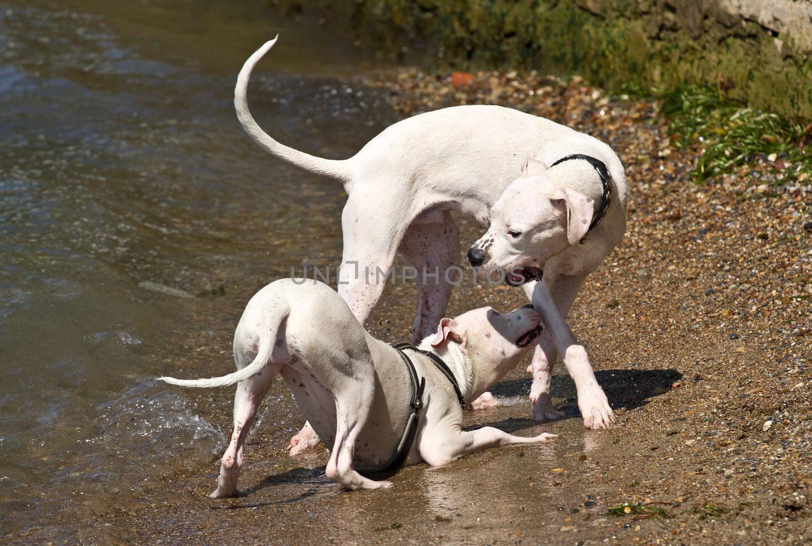 Two dogs playing and splashing in water