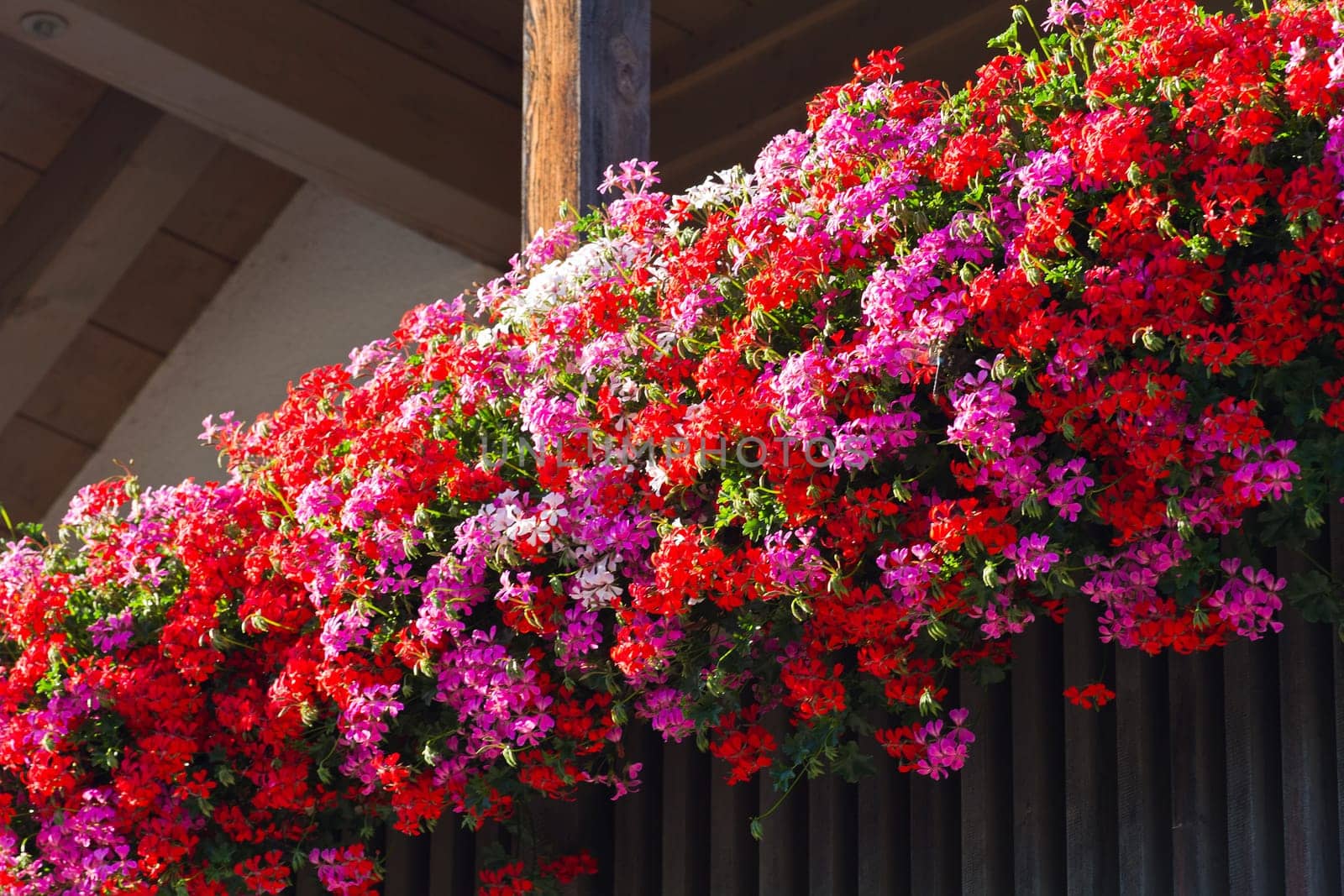 flowers in window boxes