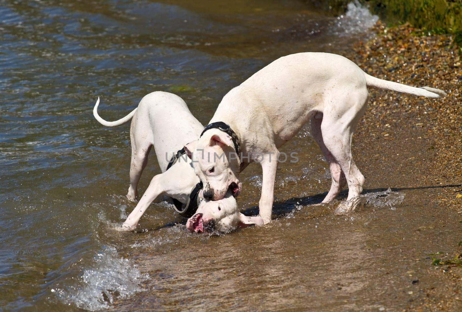 Two dogs playing and splashing in water