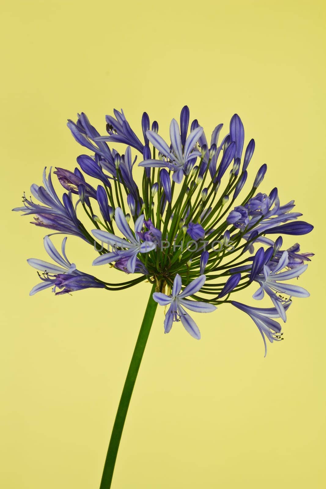 An African lily bloom on a yellow background