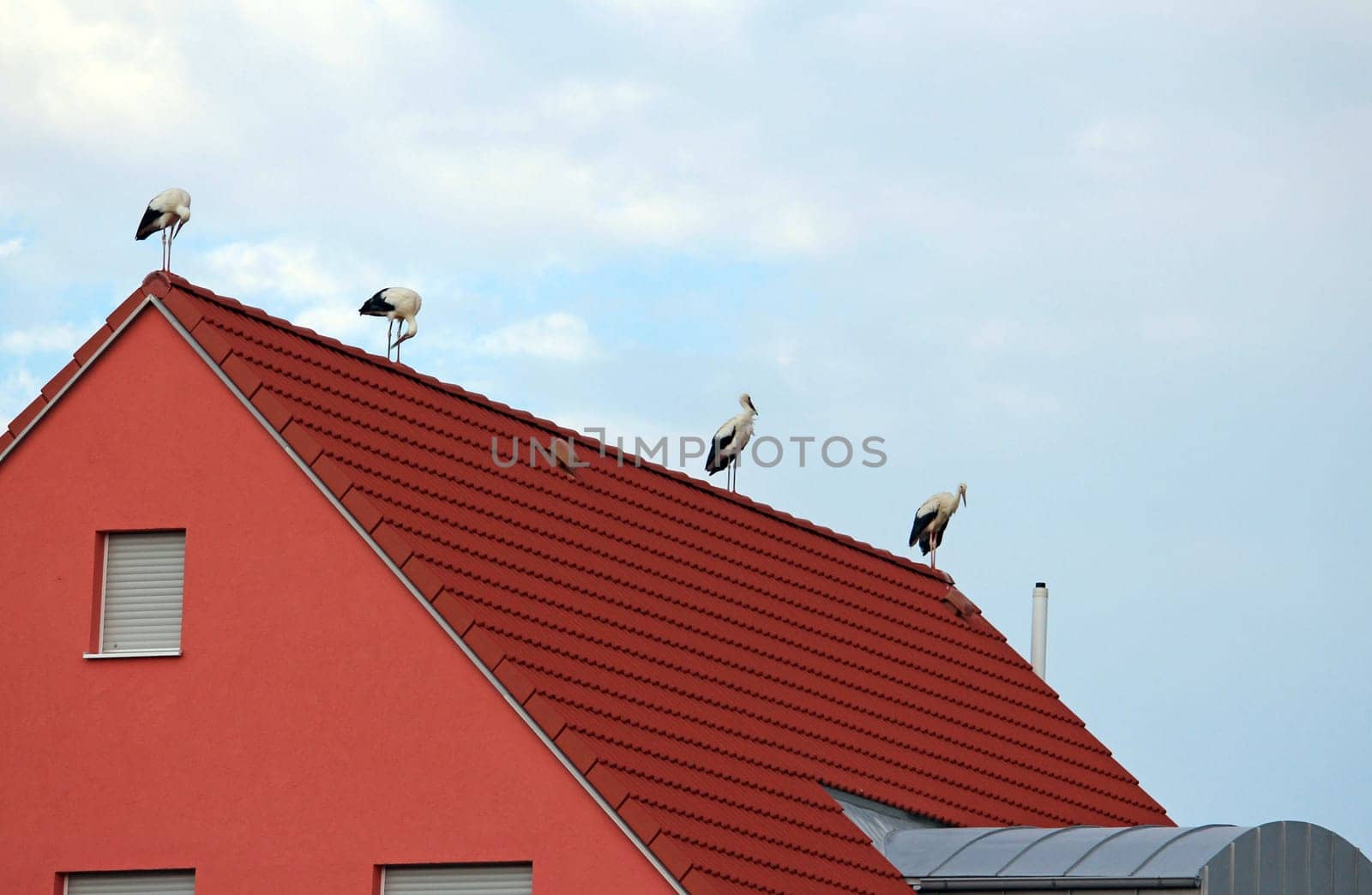 Storks