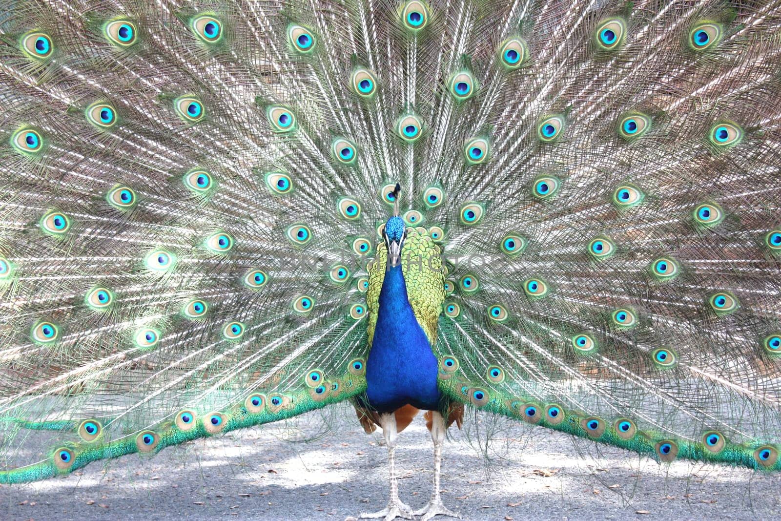 the blue peacock (pavo cristatus)