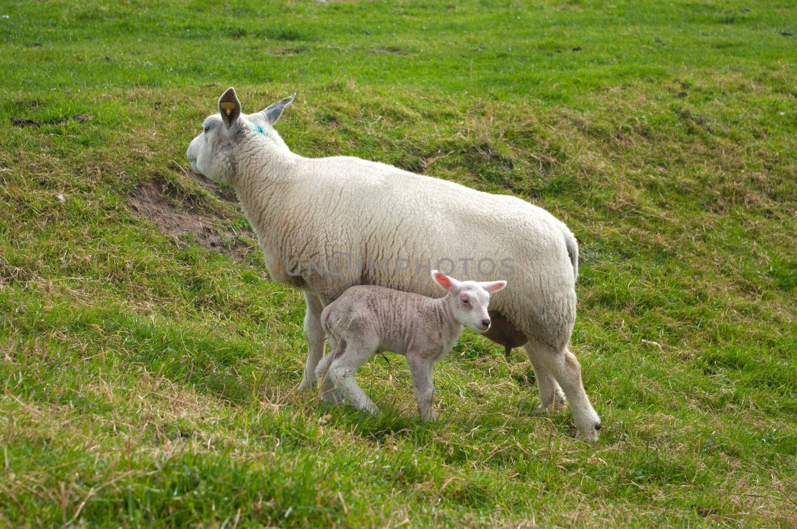 mother sheep with her very young lamb