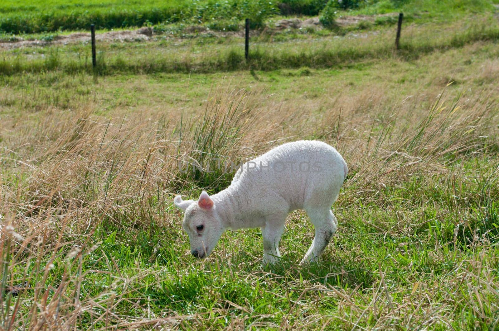 cute little newborn lamb in a meadow