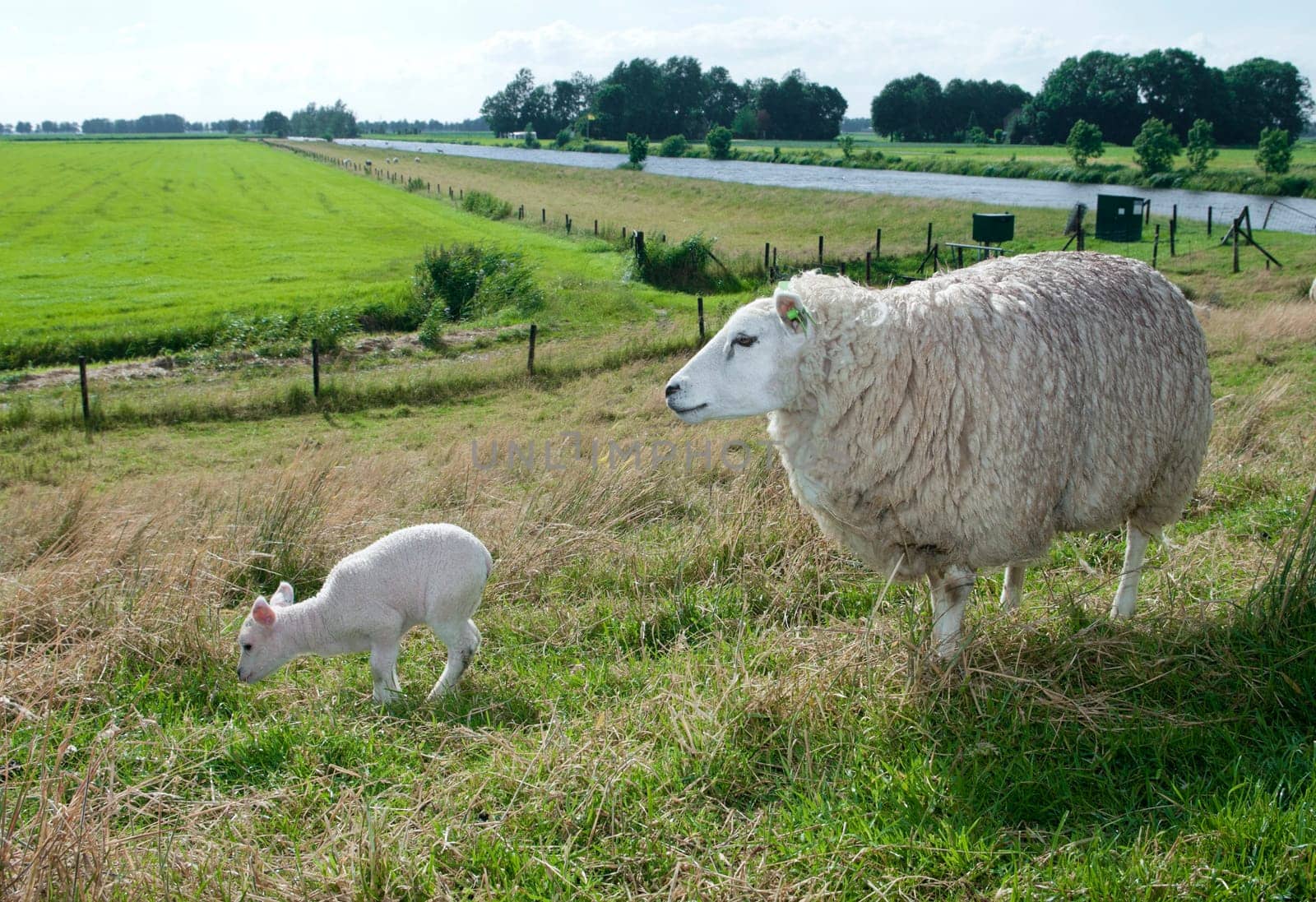 mother sheep with her young lamb