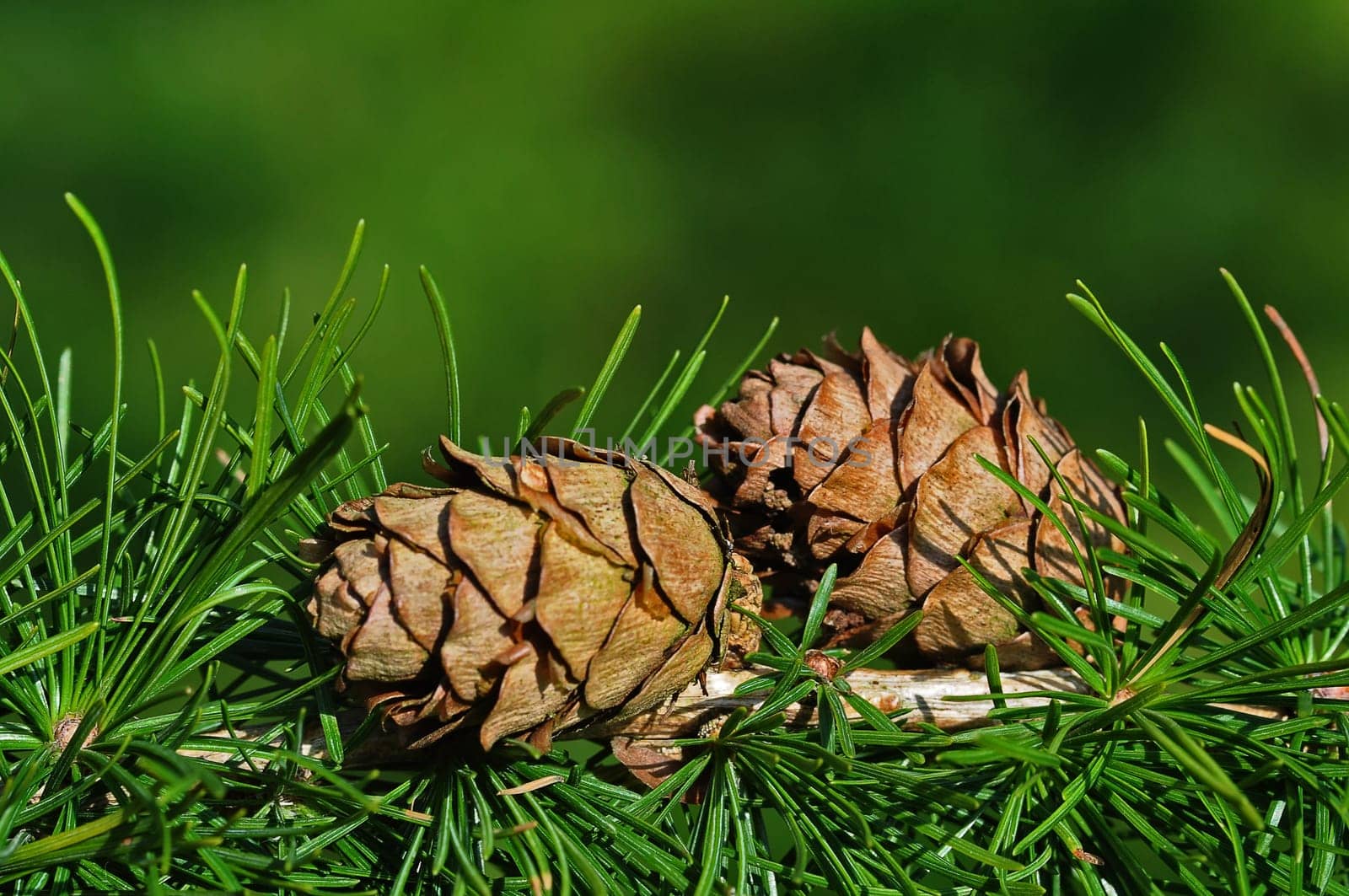 Pinecone