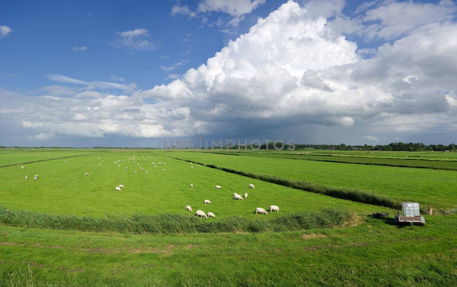 typical dutch polder landscape with a herd of sheep