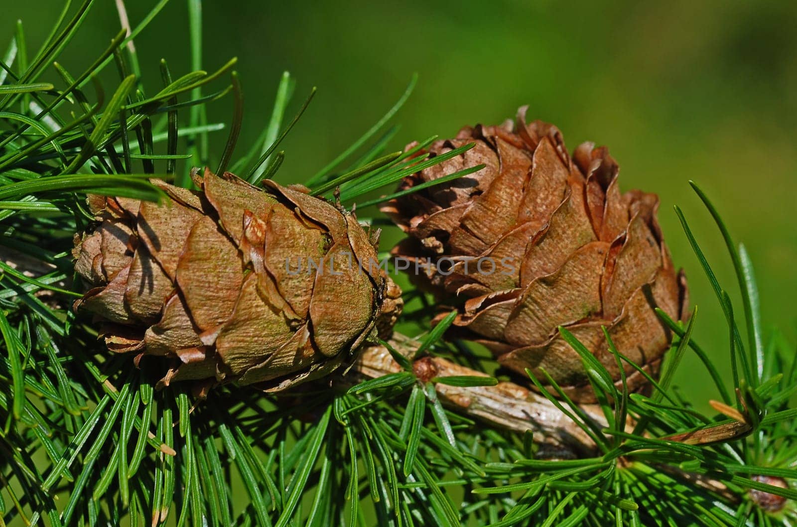 Pinecone