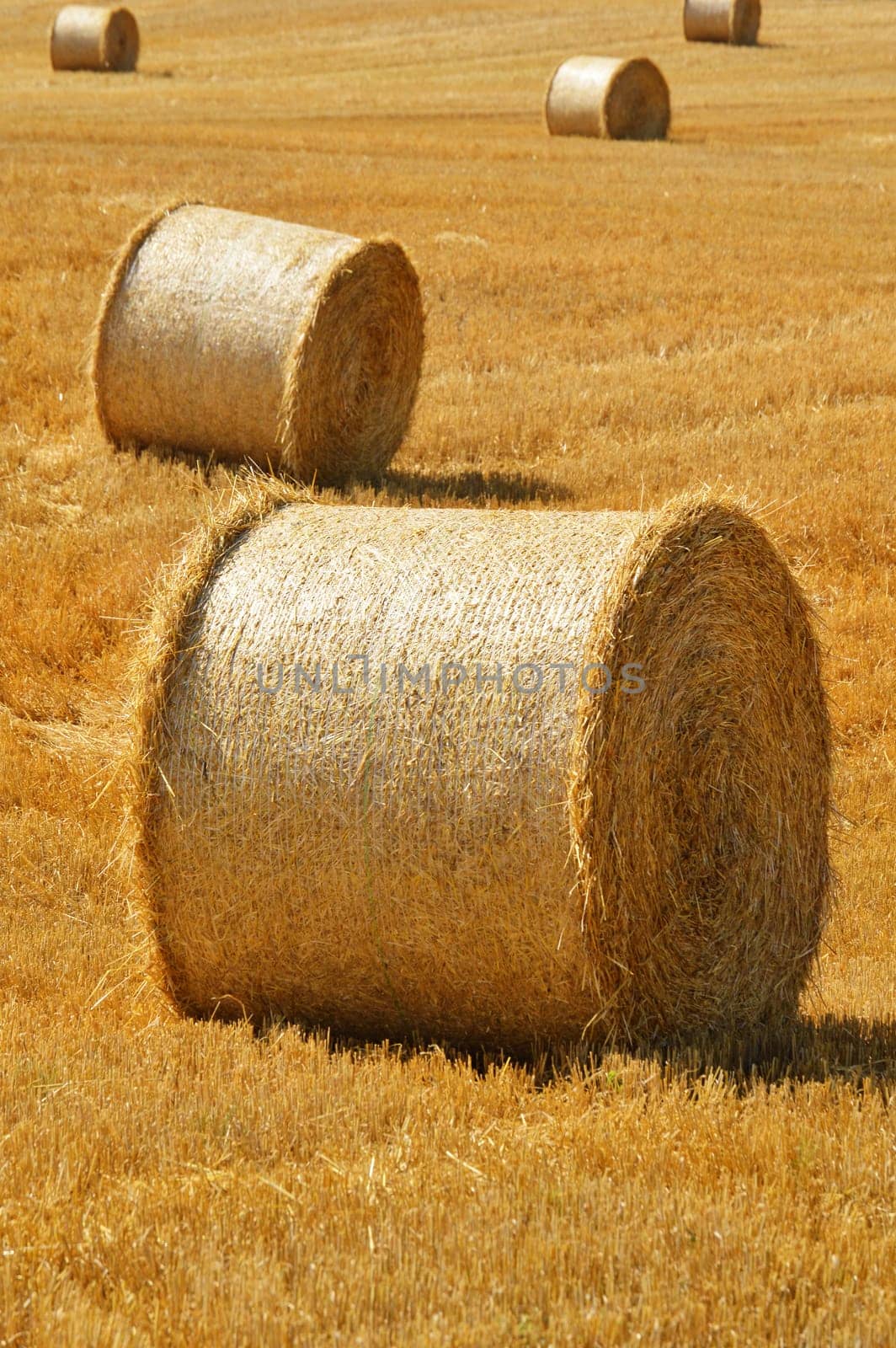 Straw bales on corn fields after harvest