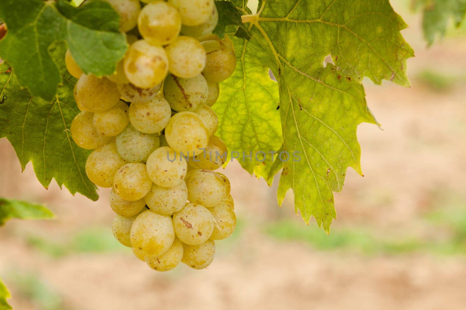 Grapes,agriculture for the cultivation of fruit and wine