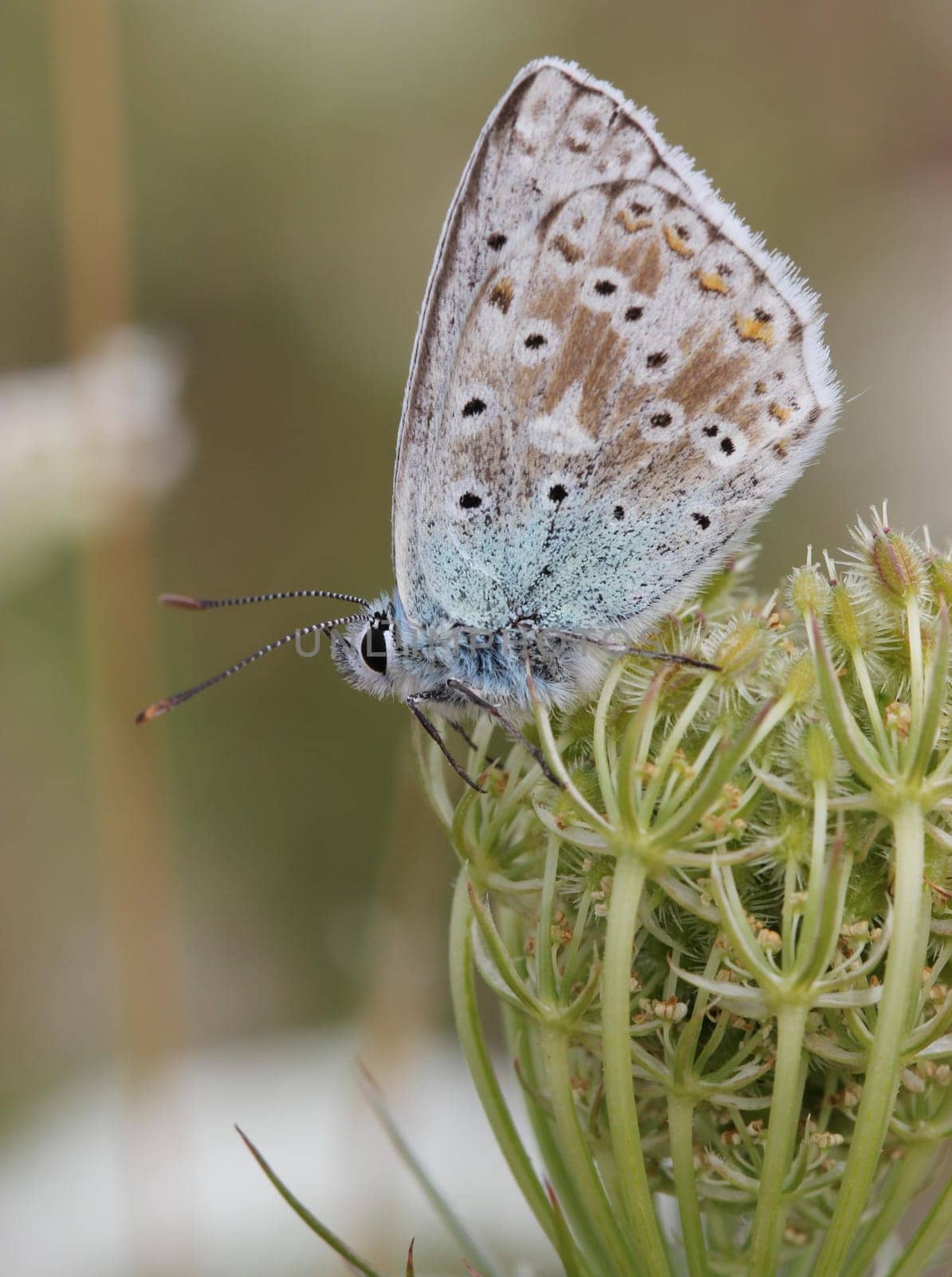 Silver-green blue (Polyommatus coridon) on wild carrot