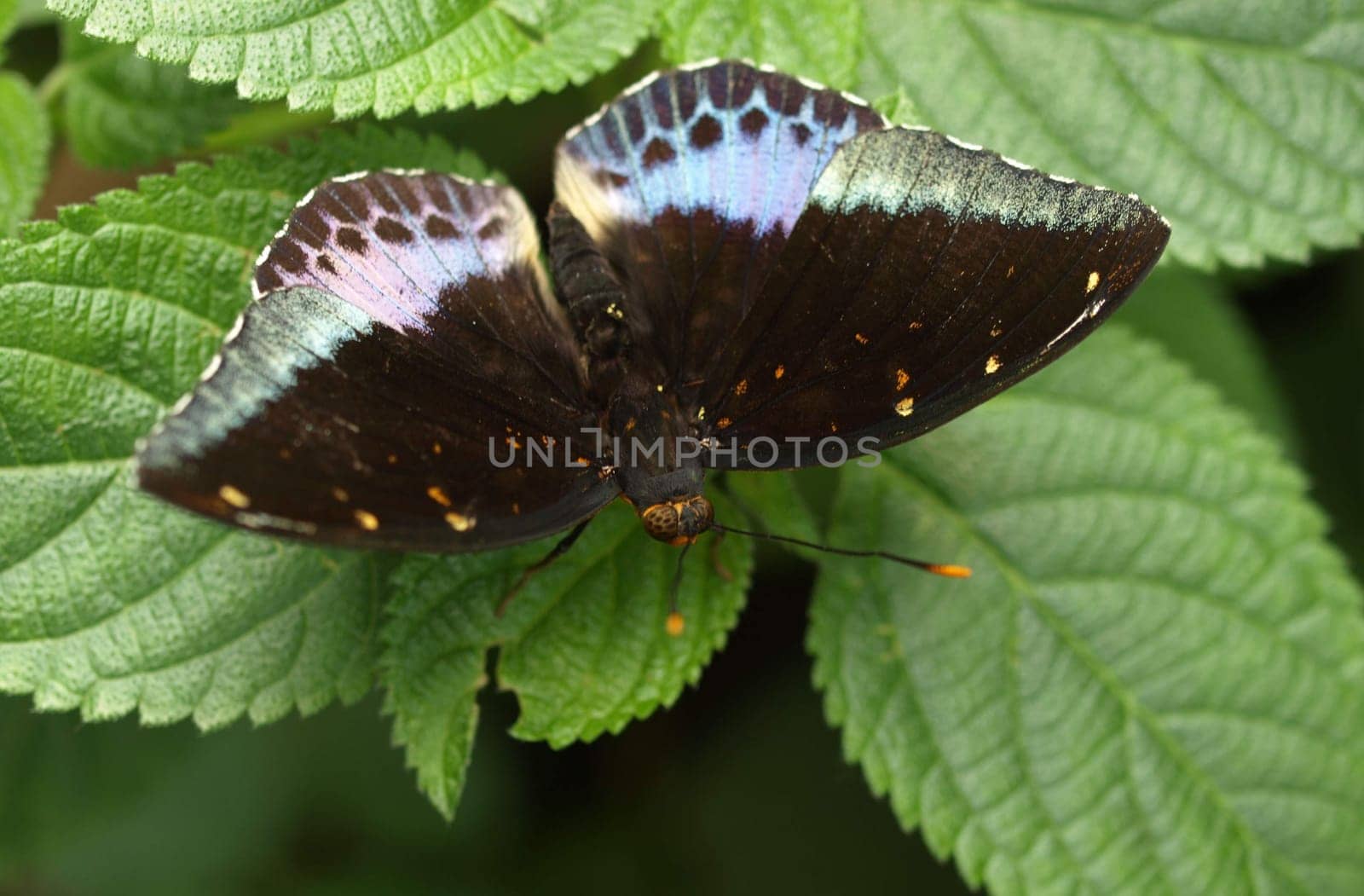 Tropical butterfly