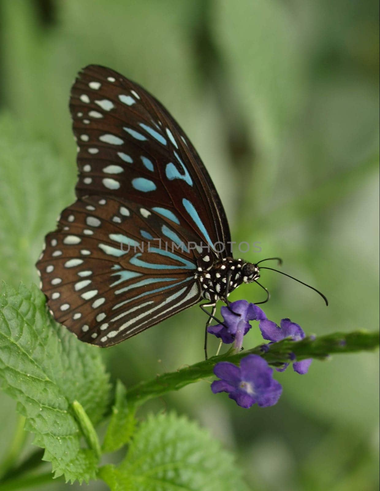 Dark Blue Tiger