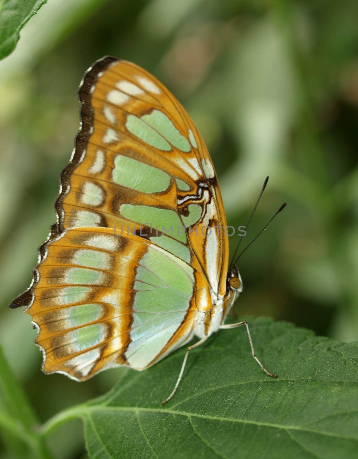 Malachite Butterfly
