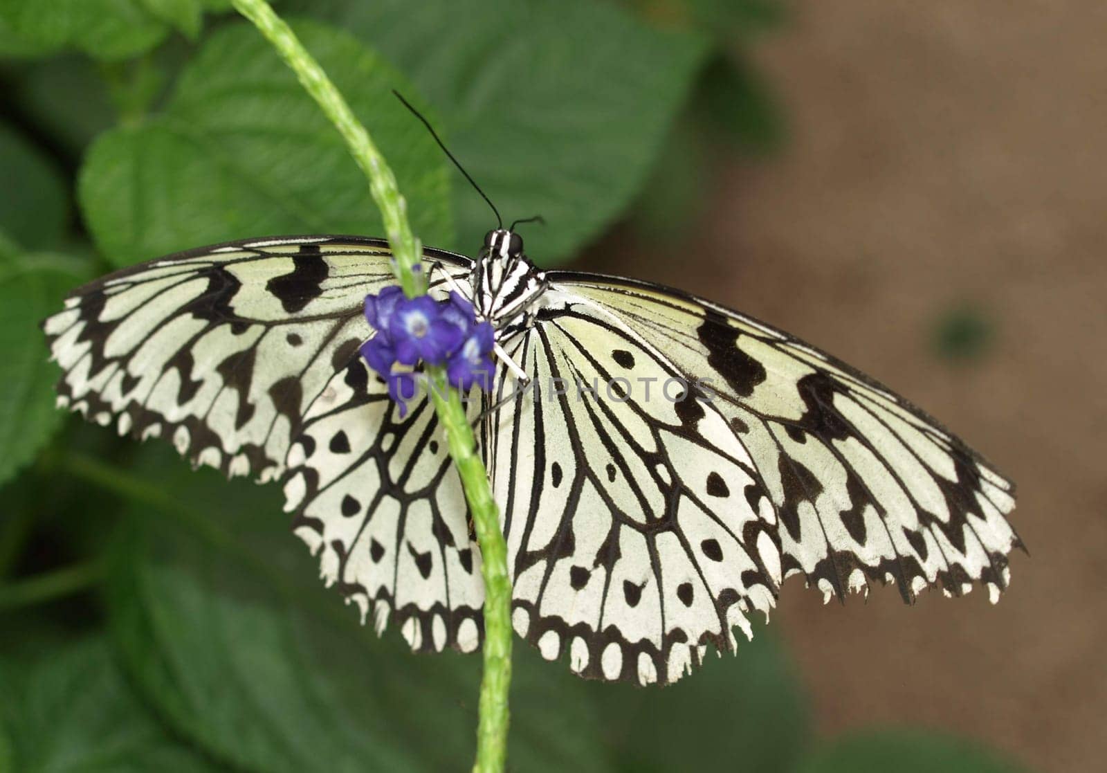 White Tree Nymph