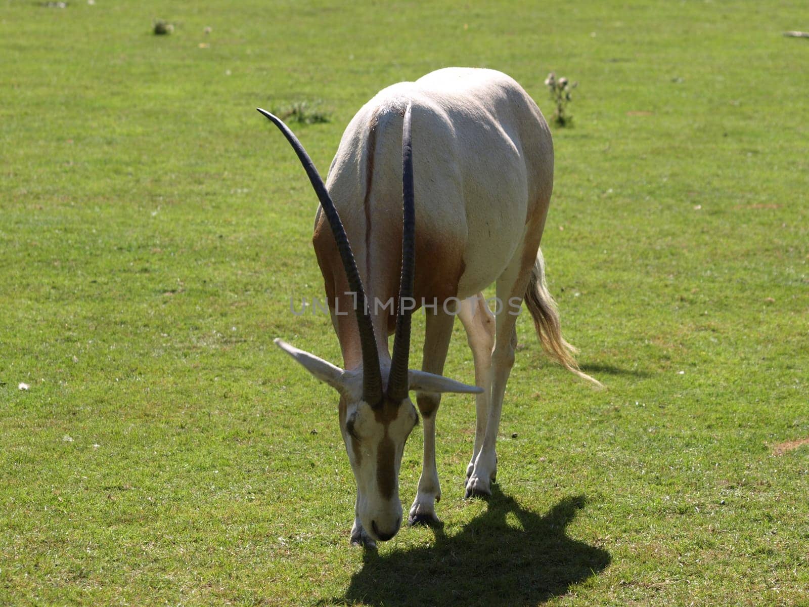Sable antelope