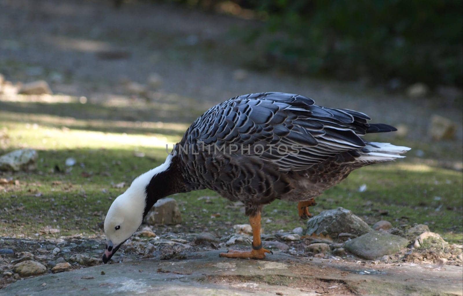 Snow Goose - Blue Morphs