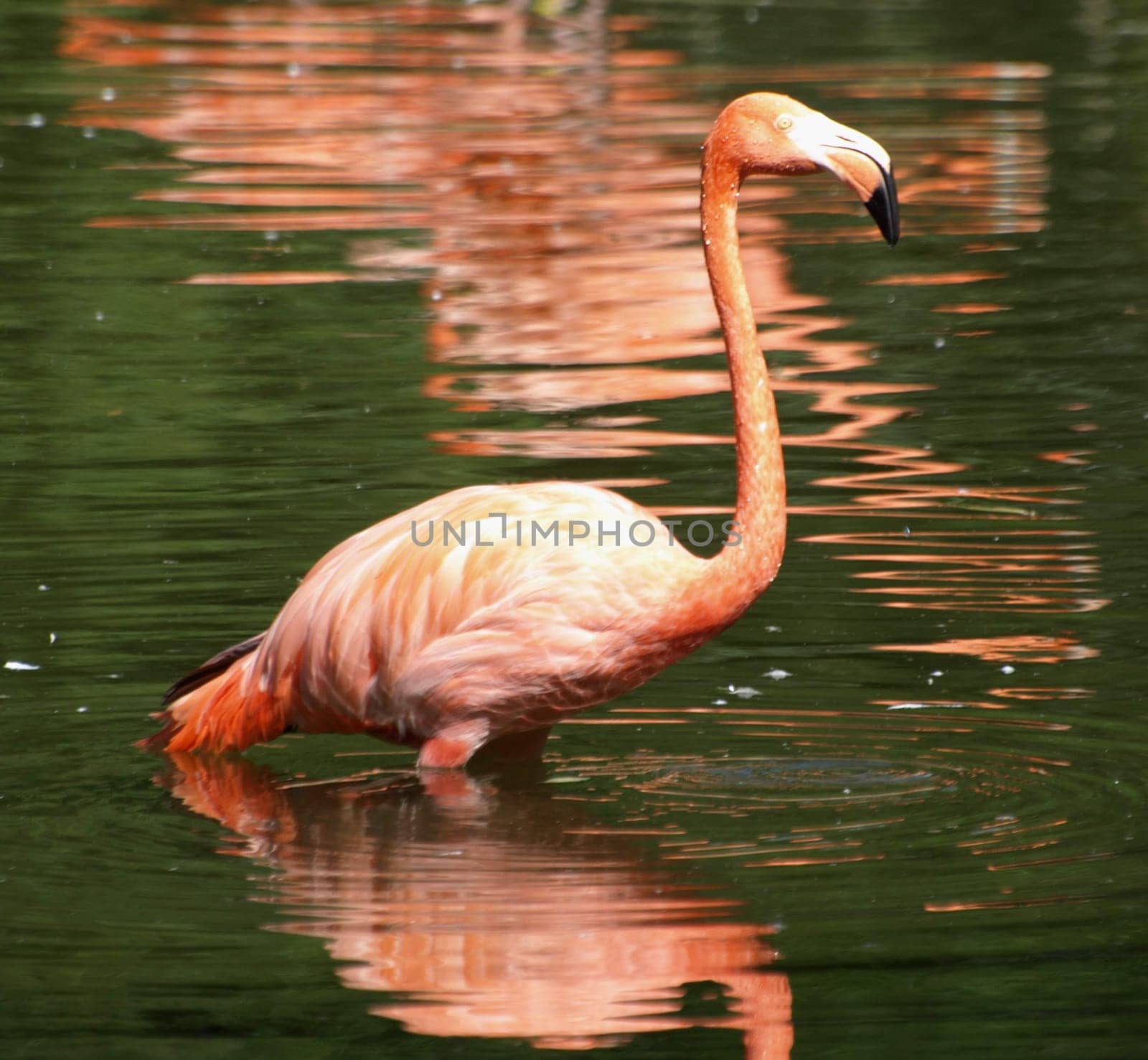 Pink Flamingo