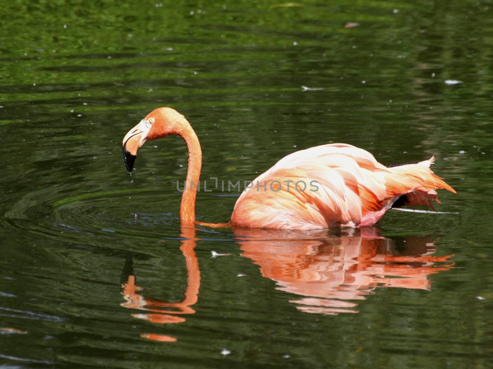 Pink Flamingo