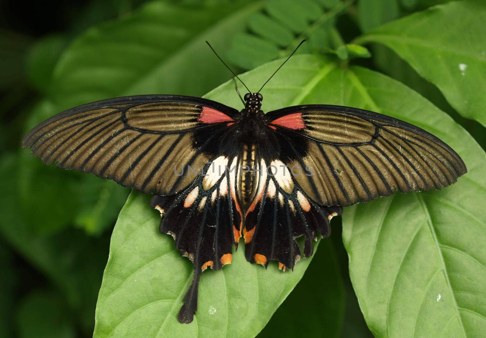 Common Mormon