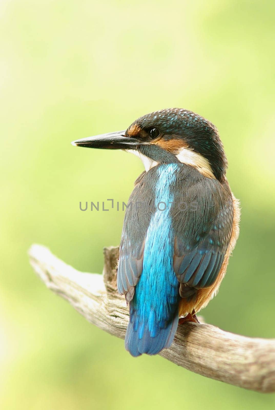 Kingfisher (Alcedo atthis)