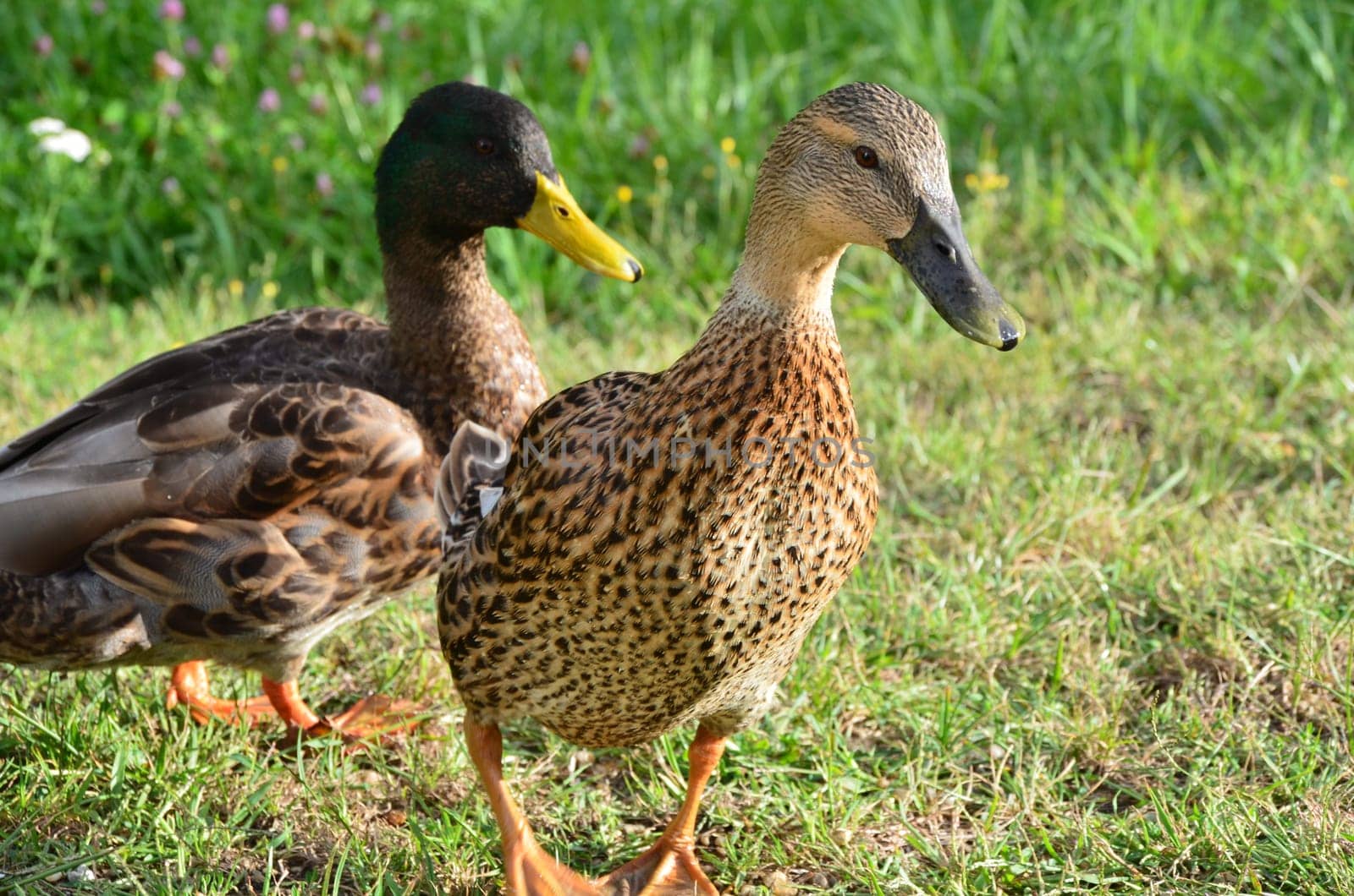 Duck couple on a journey of discovery