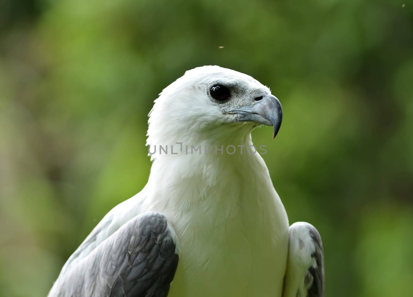 white bellied sea eagle in chiang mai night safari, thailand