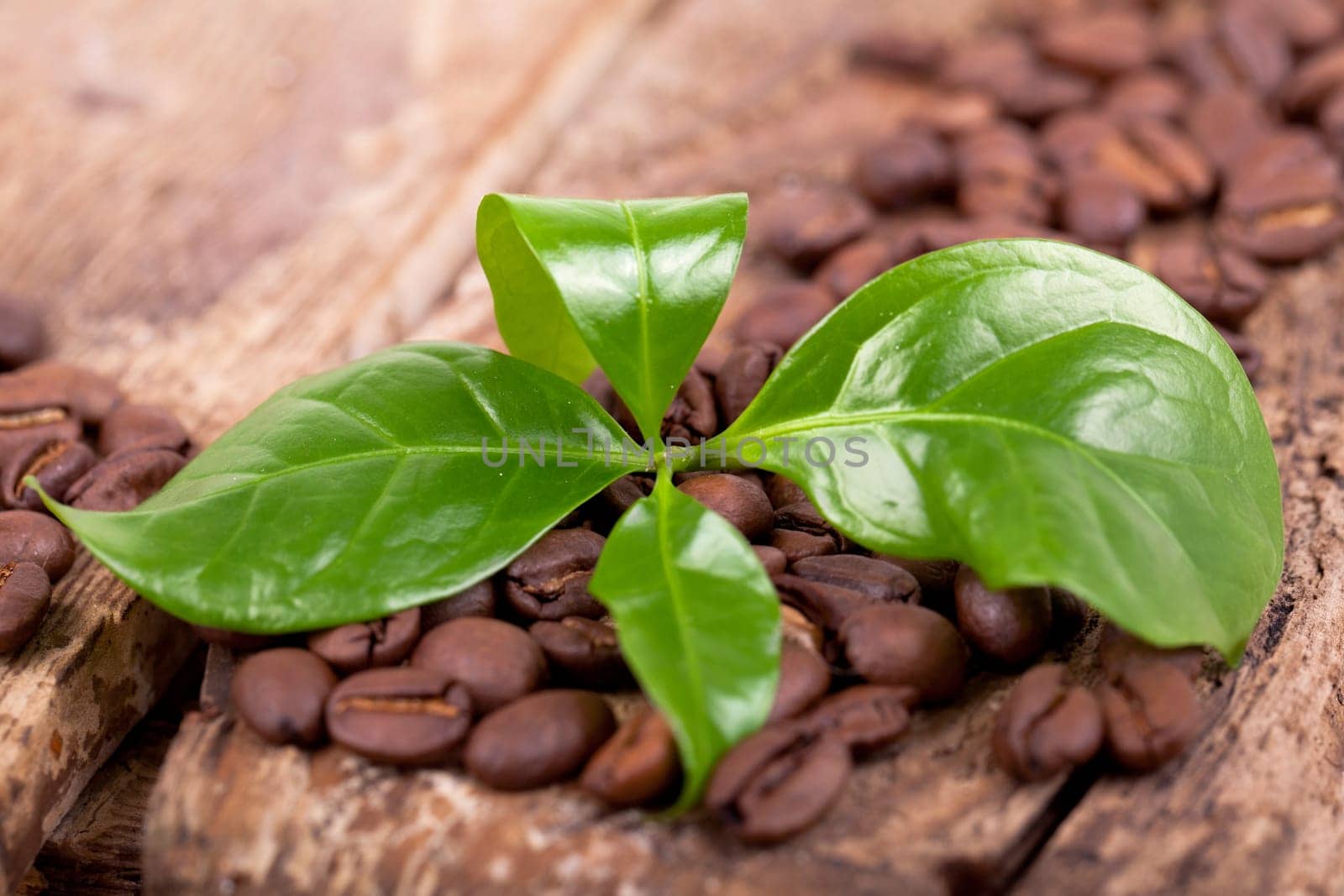 Coffee plant with coffee