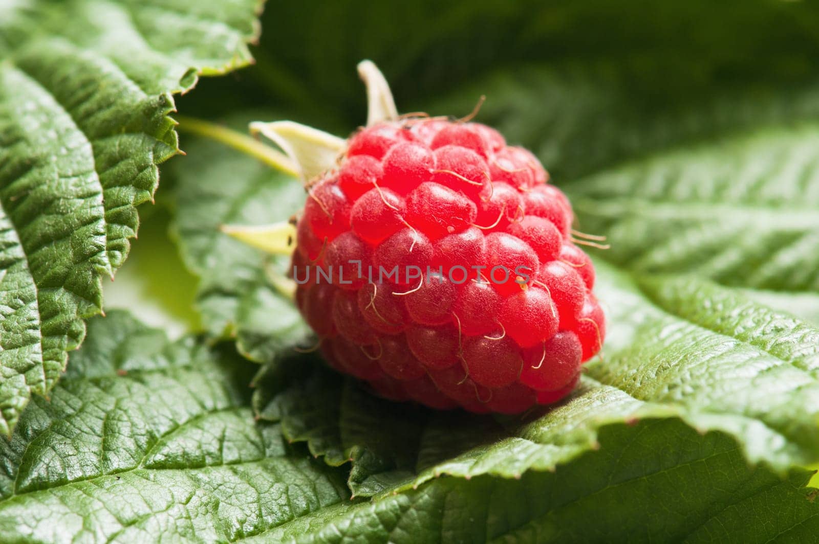 Berries of a raspberry on leaves, a close up