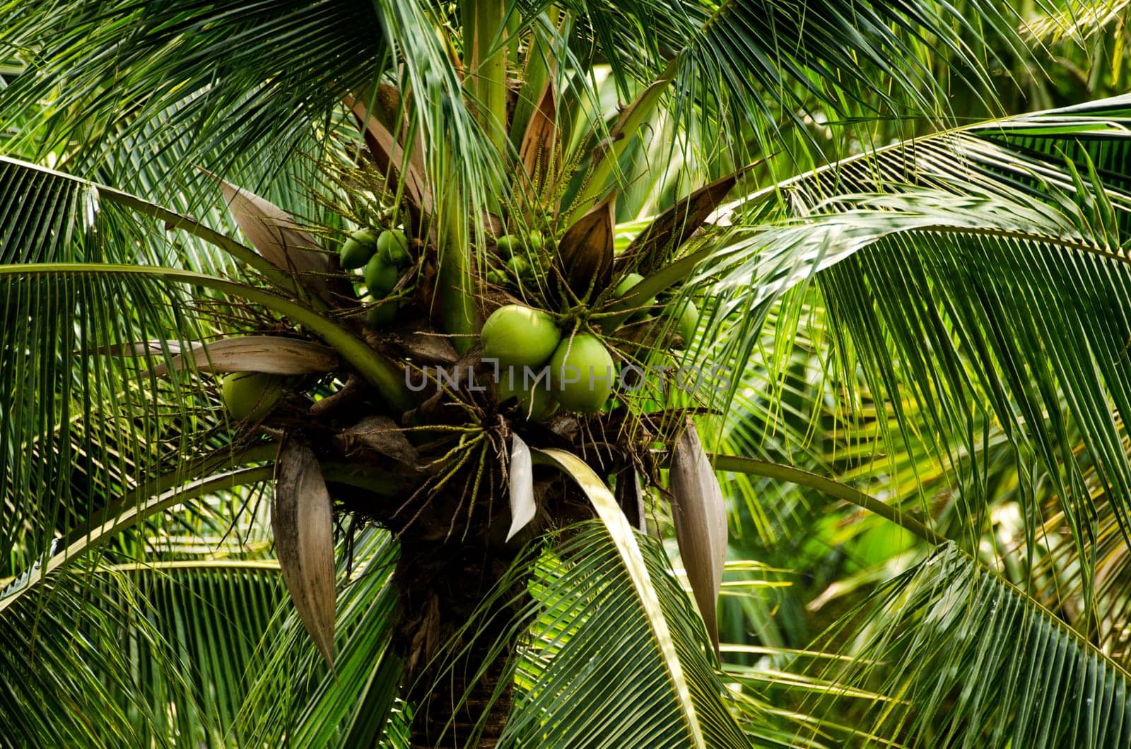 a closeup of coconuts in a green palm tree