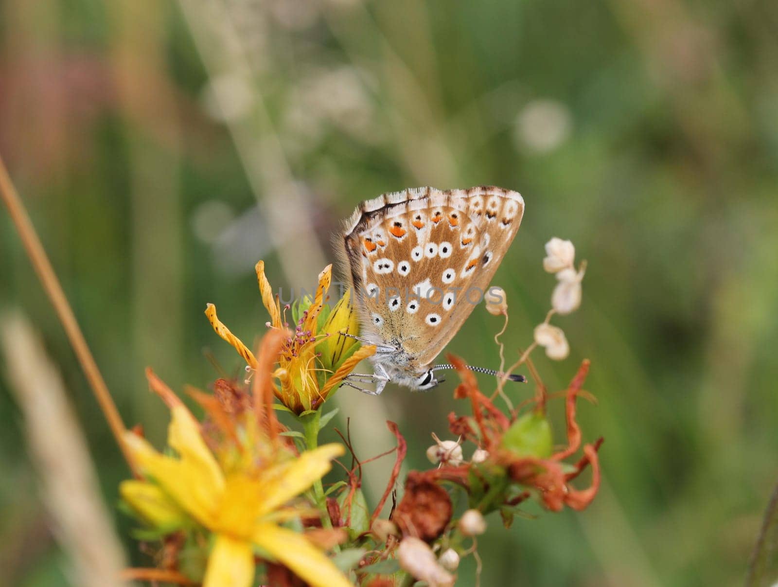 Female silver-green blue (Polyommatus coridon)