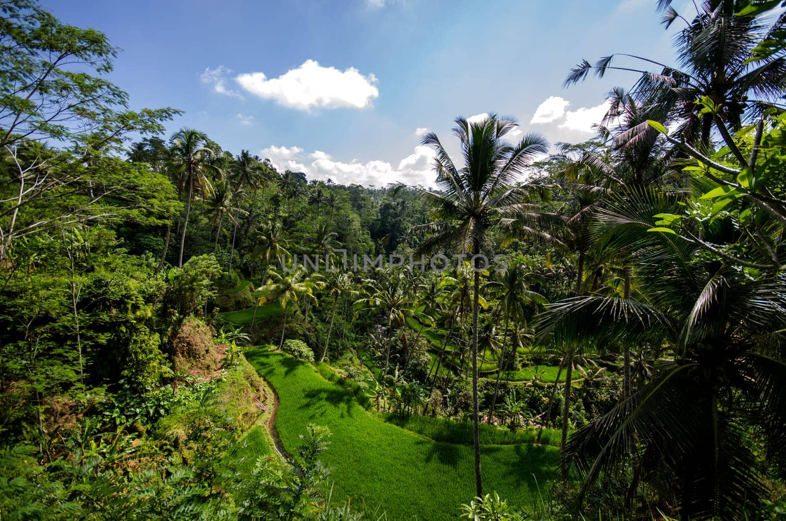 Rice paddies and vegetation in bali with blue sky and clouds