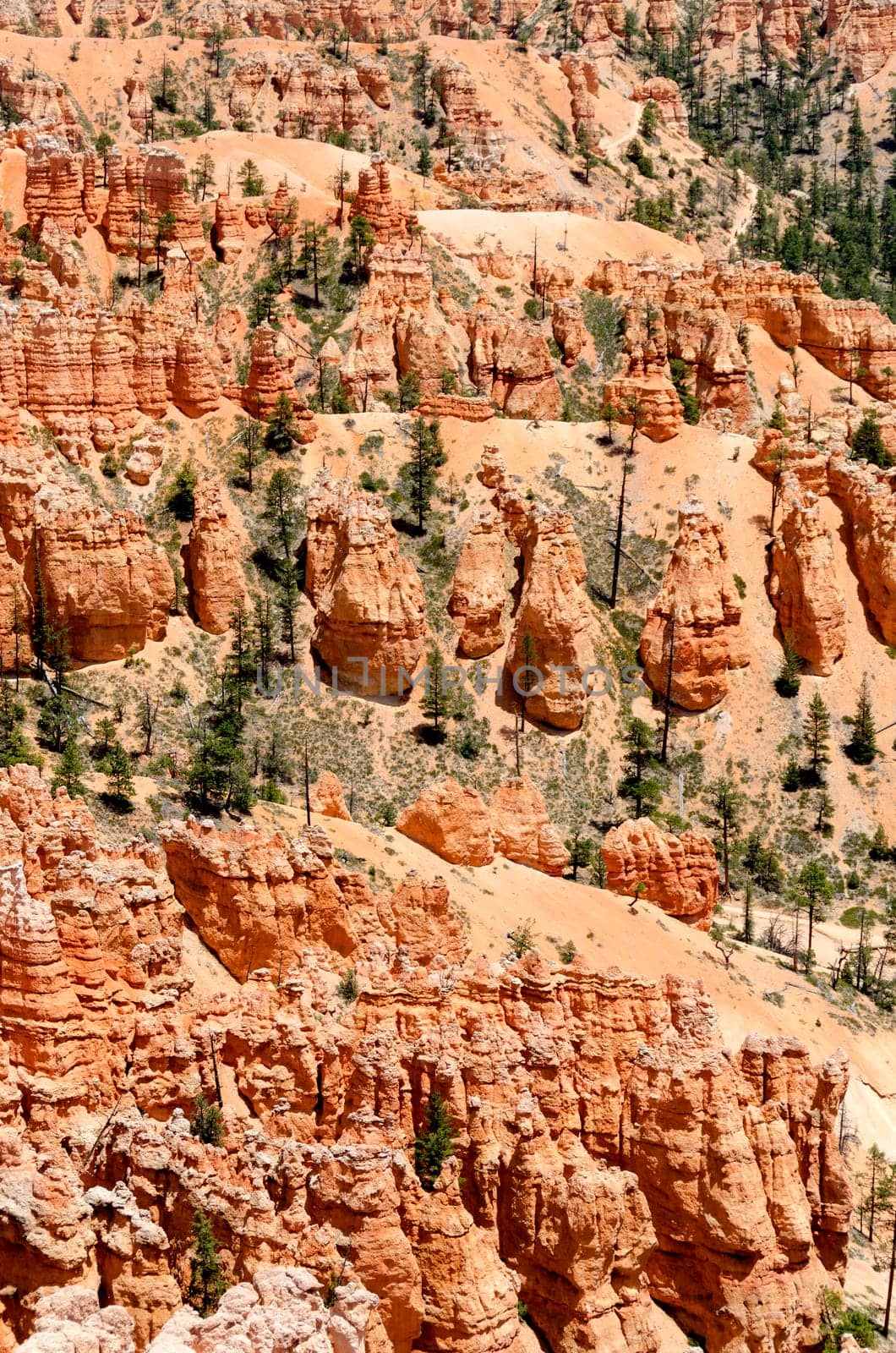 Bryce Canyon in Utah in the United States of America
