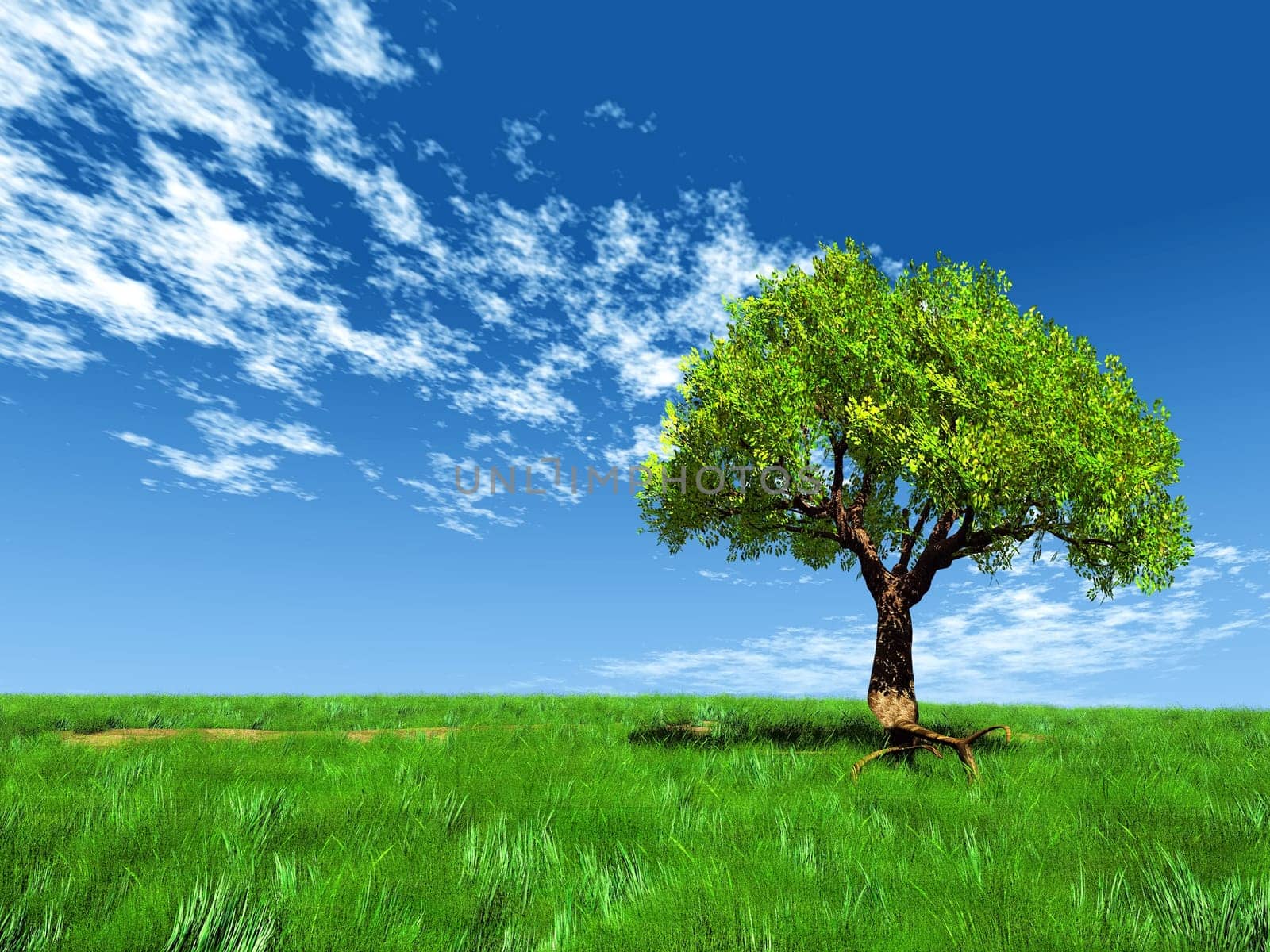 the tree in the meadow