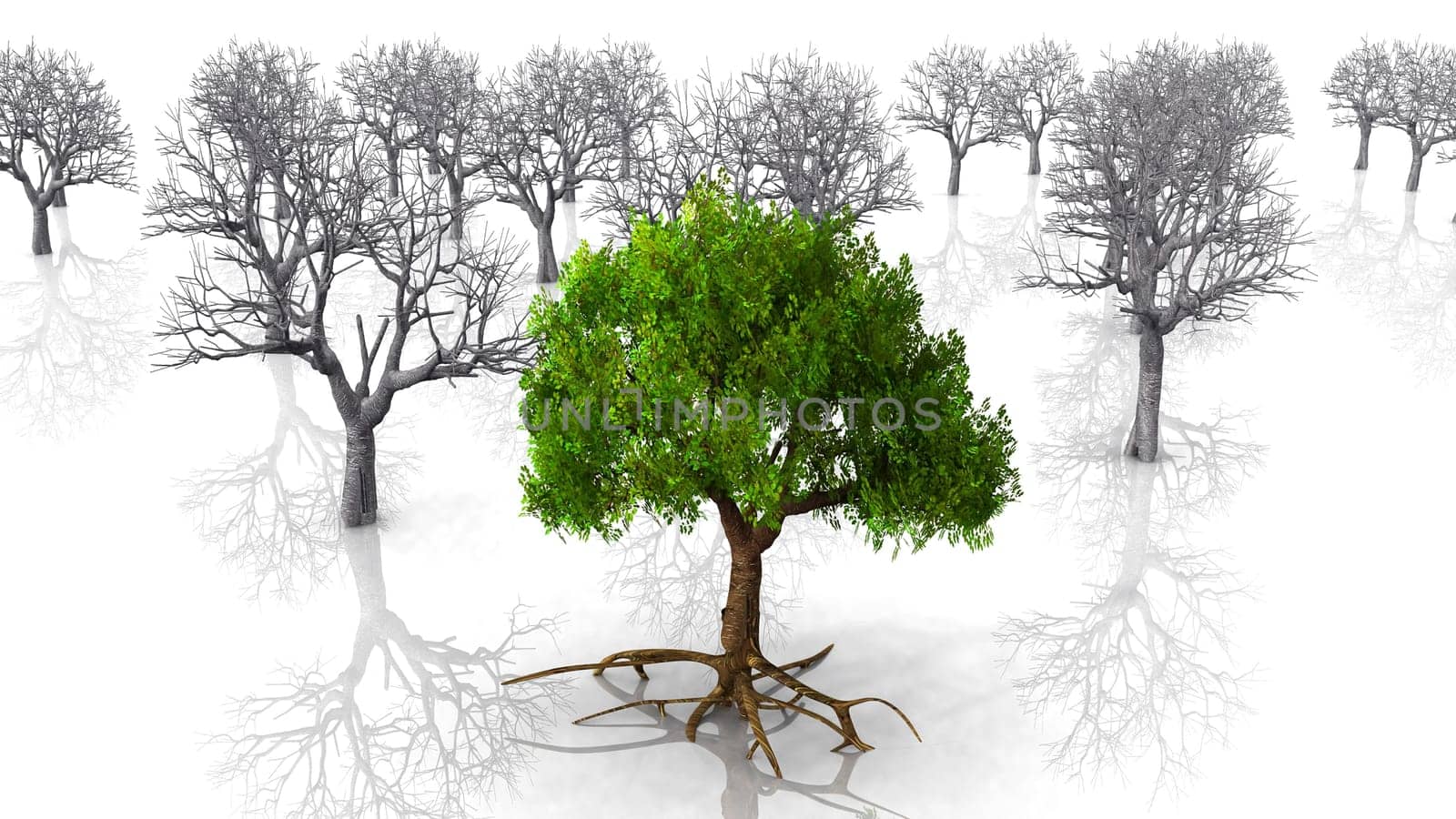 live and dead trees