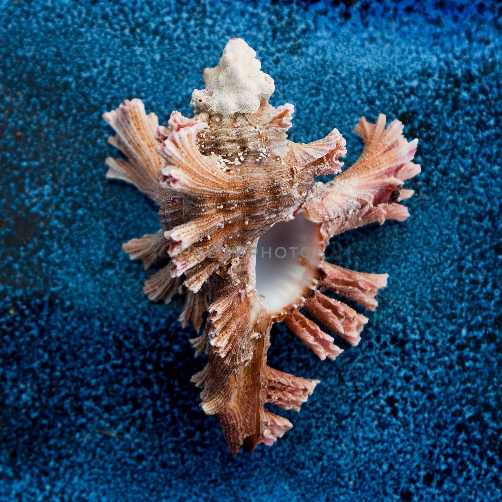 beautiful snail on blue background