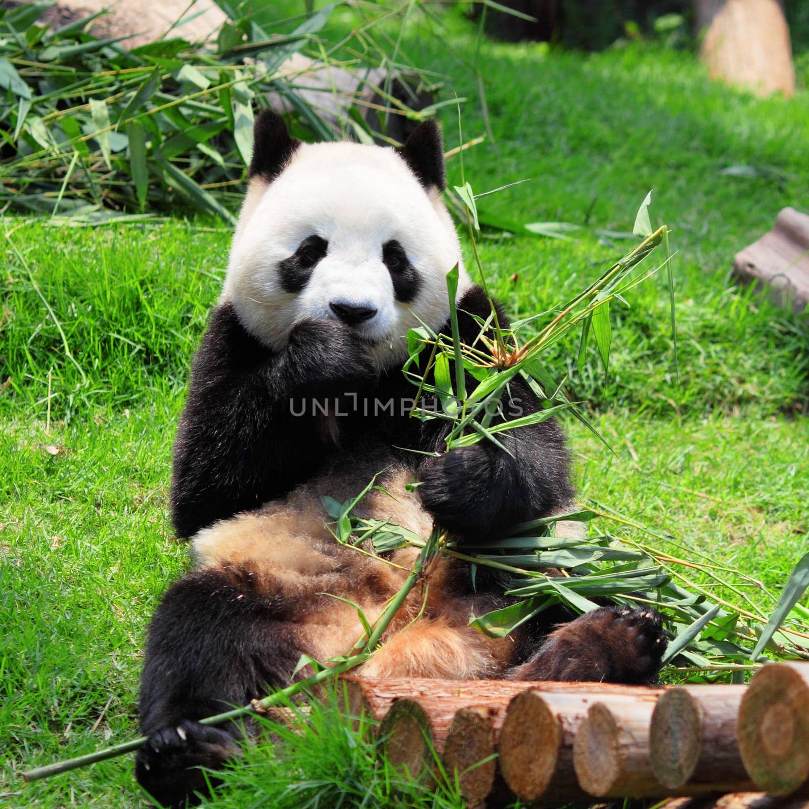 panda