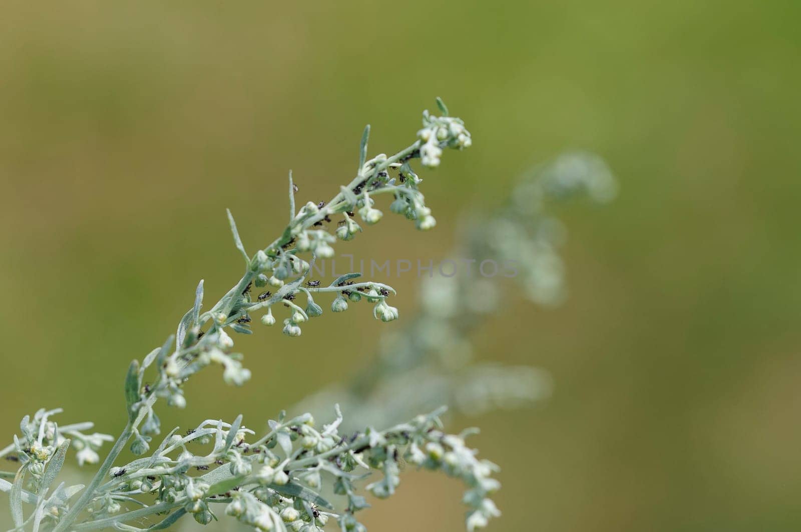 wormwood