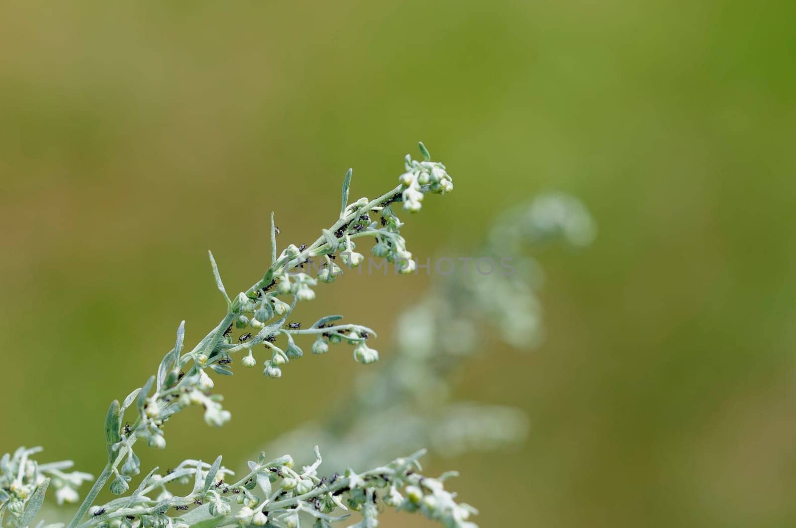 wormwood