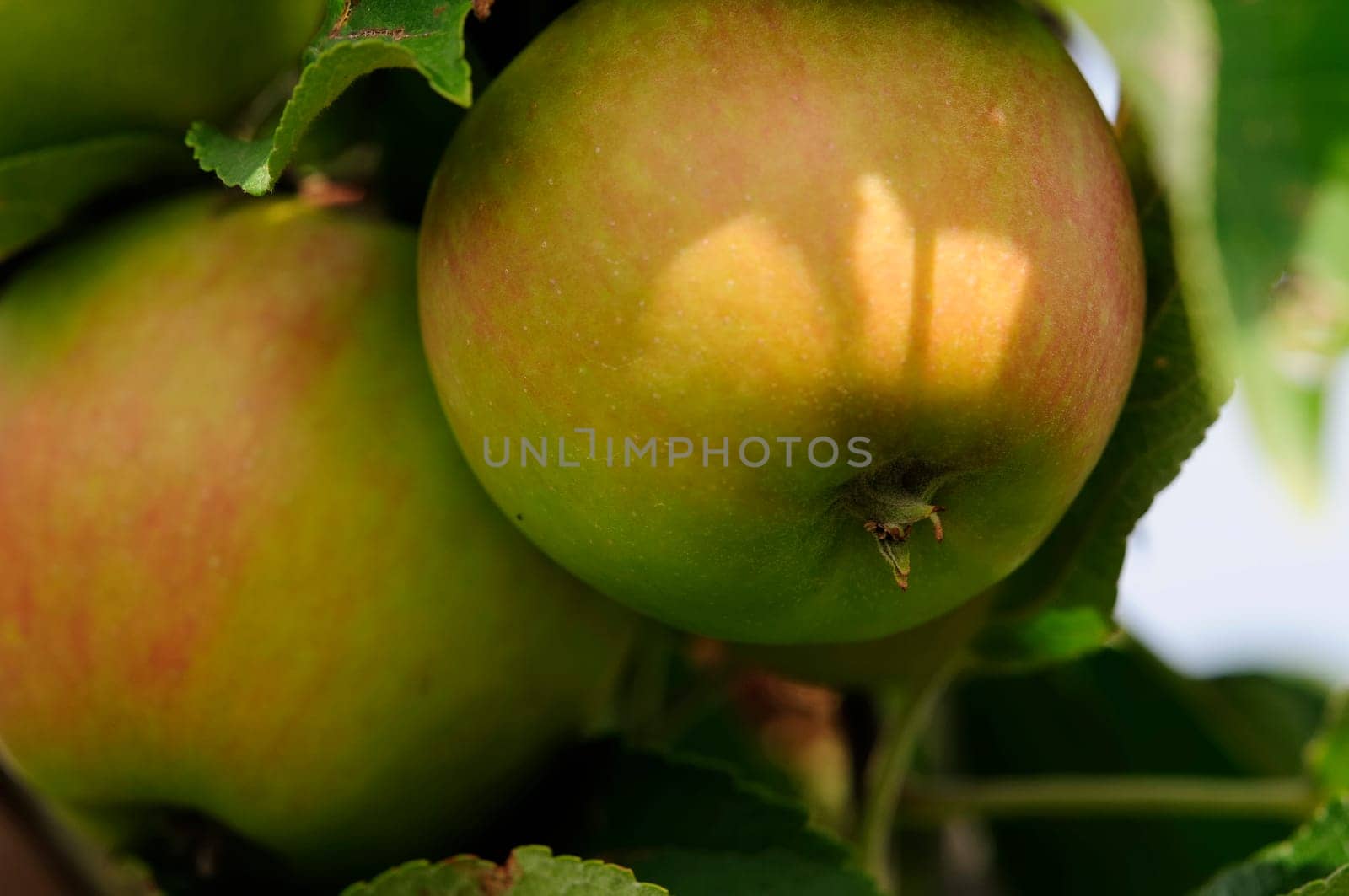 Apple cultivation