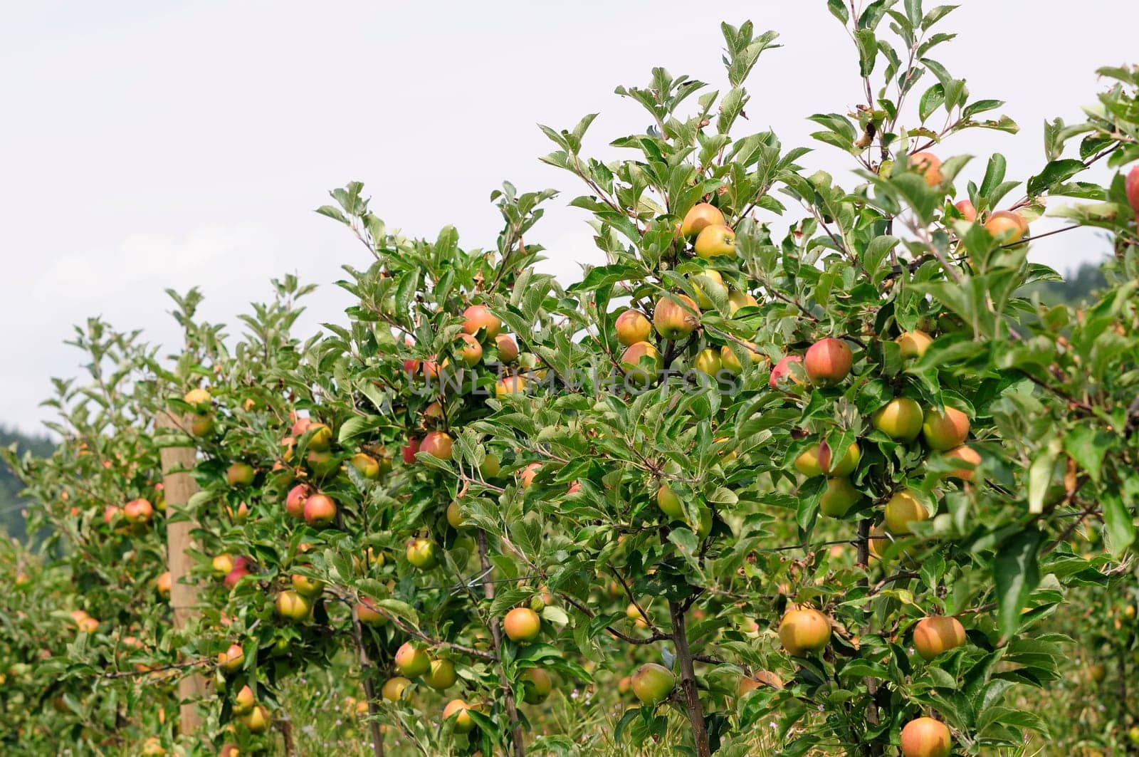 Apple cultivation