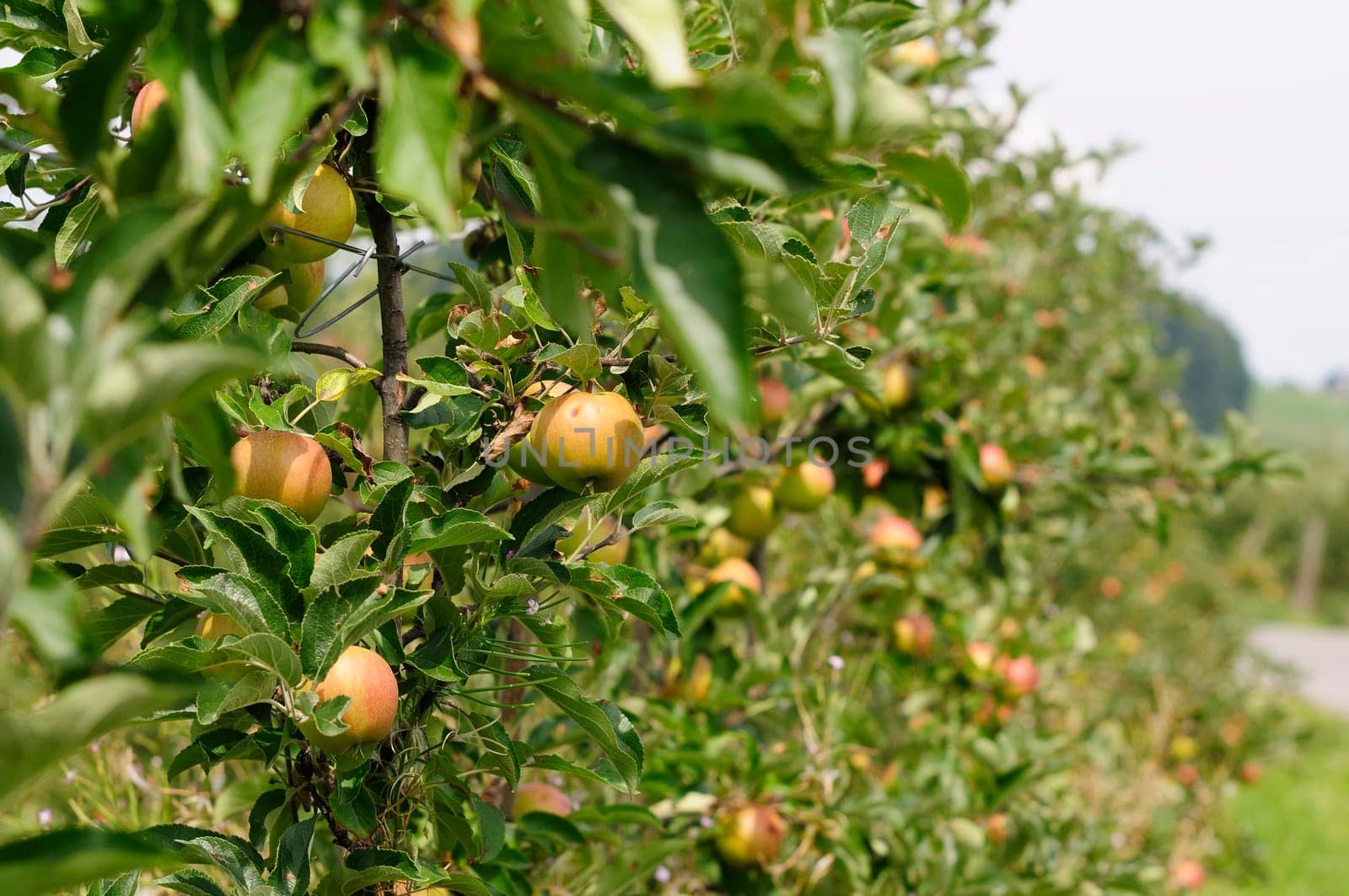 Apple cultivation