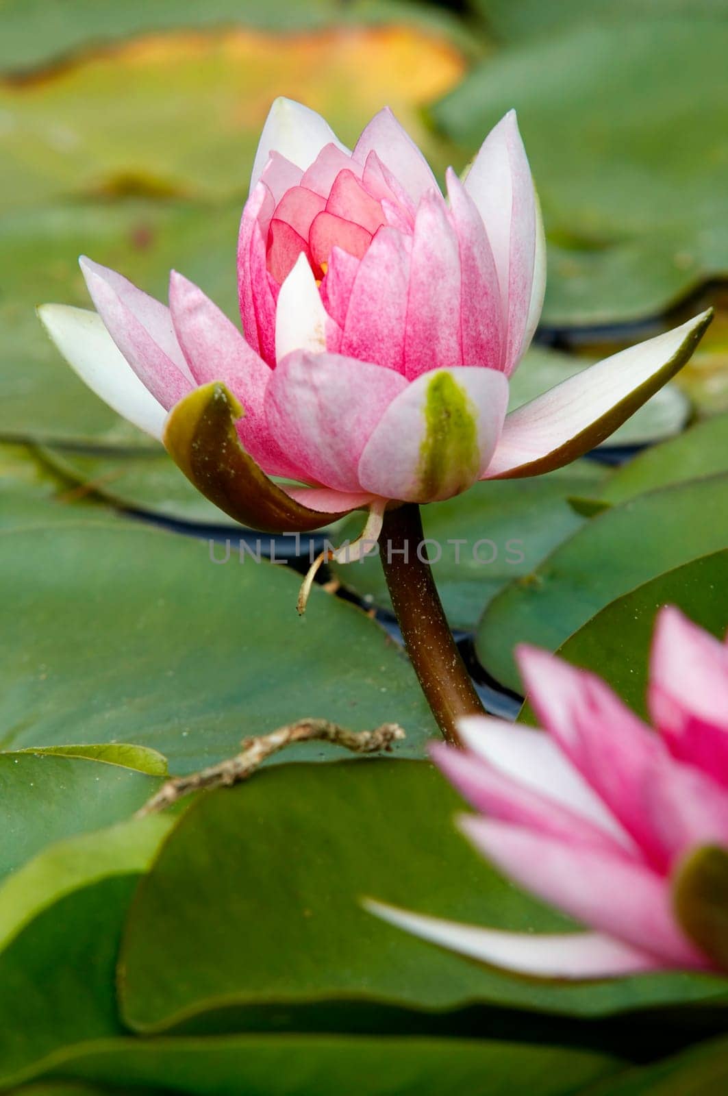 Shot of the white water lily on the water