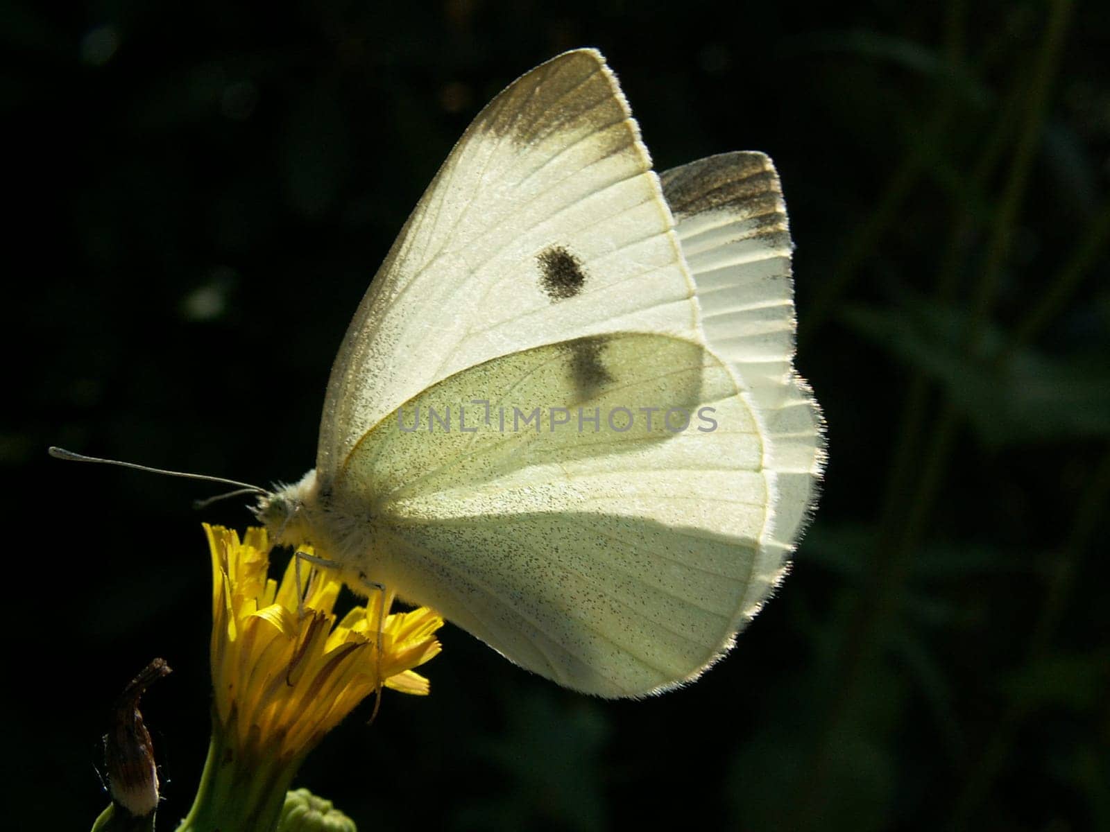 Large white