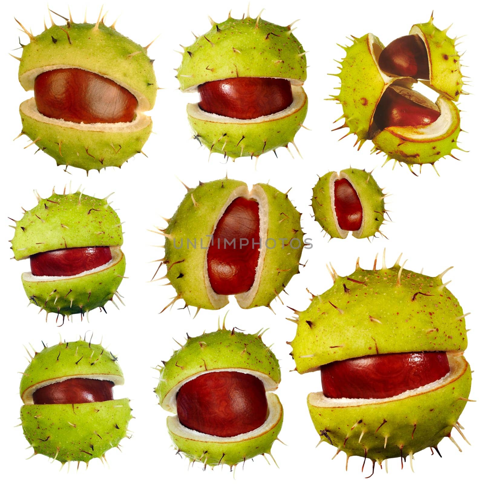 Detail of the various isolated chestnuts - buckeyes