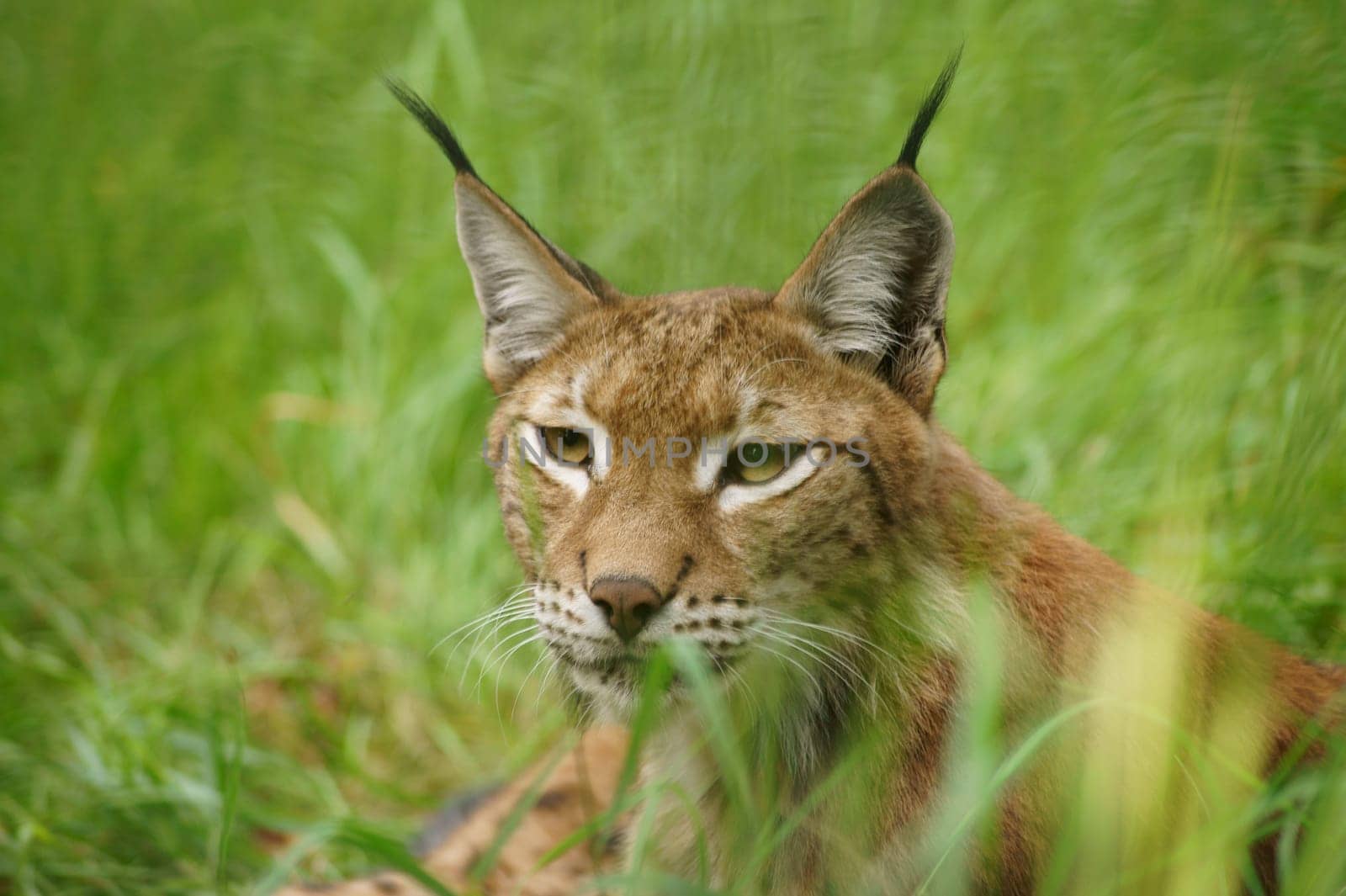 Ein Luchs liegt ruhig im Gras, Porträt vor allem des Kopfes.