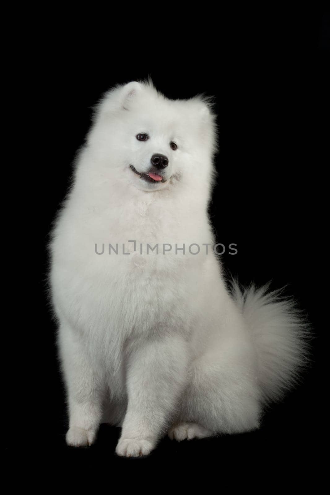 Samoyed dog  on black background.