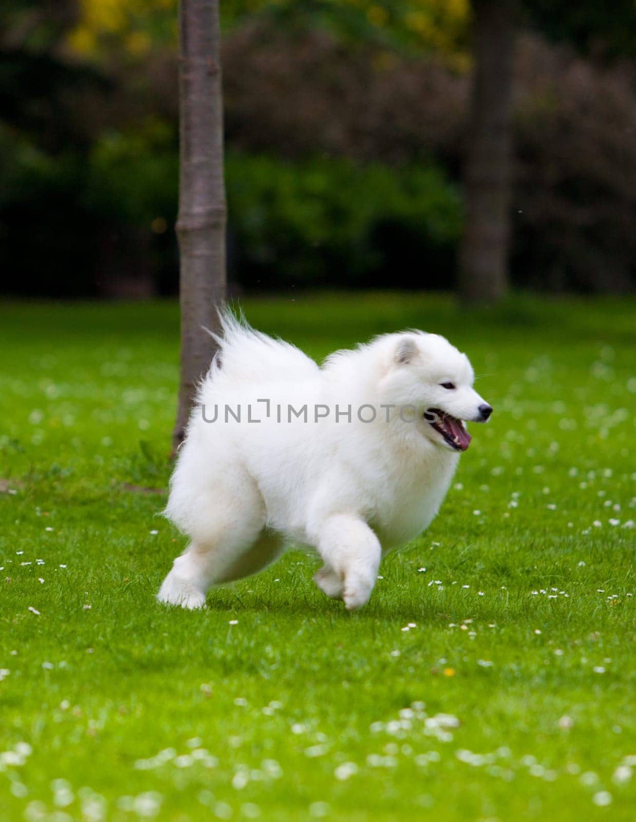 Samoyed dog  on black background.