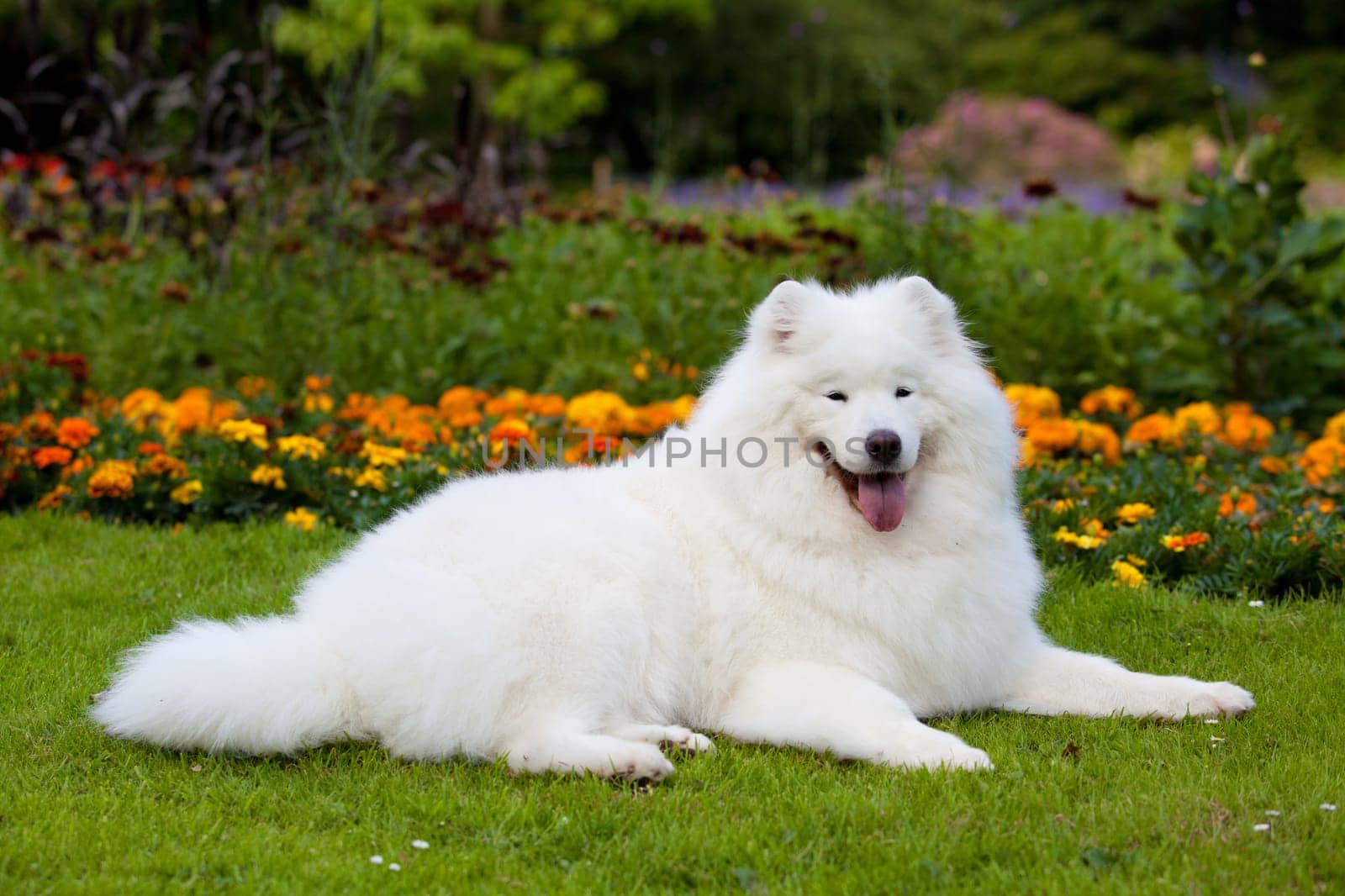 Samoyed dog  on black background.