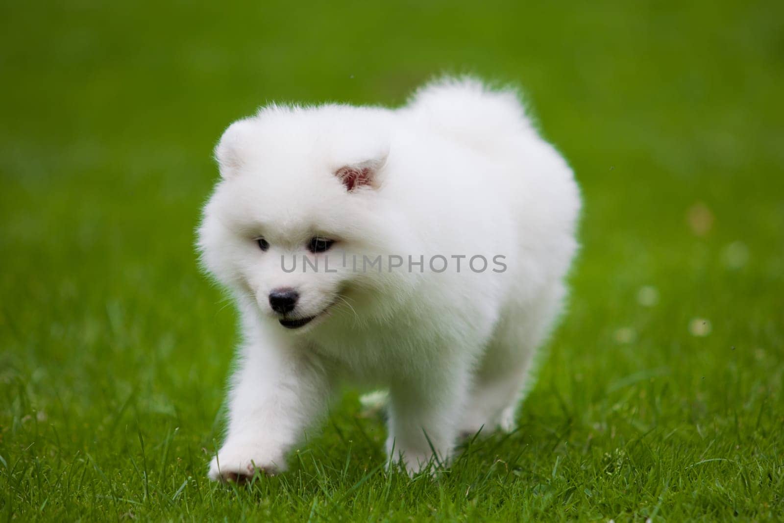 Samoyed dog  on black background.